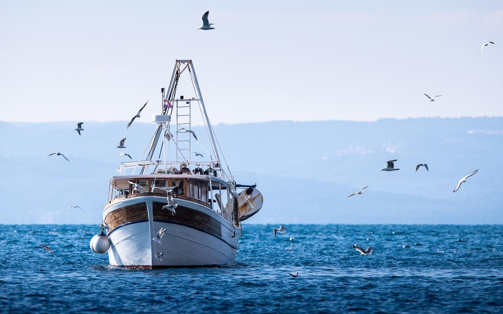 16.02.2021., Makarska - Galebovi okruzili ribarski brod koji uplovljava u makarsku luku."nPhoto: Milan Sabic/PIXSELL