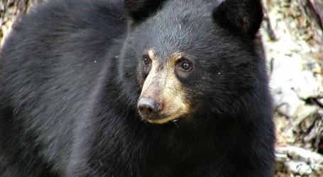 Delikvent! Medvjed od 250 kilograma provalio u gotovo 30 domova u Kaliforniji