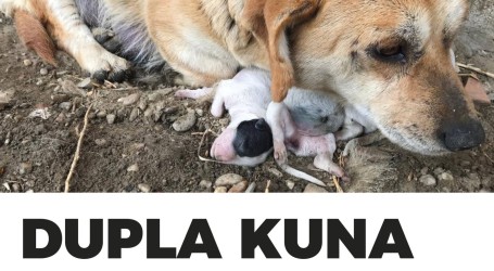 Pokrenuta humanitarna akcija ‘Dupla kuna za spas tisuća pasa i mačaka s Banovine’