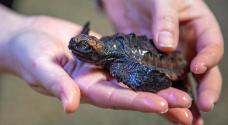 Zelenortski Otoci: Odlična vijest, na obalama sve brojnija gnijezda morskih kornjača