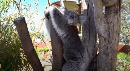Pogledajte koale i klokane u zoološkom vrtu Werribee Open Range