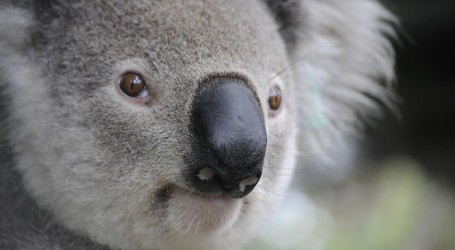 Zabrinjavajuće! Australija uvrstila koale u ugroženu vrstu: “To je šokantno brz pad!”