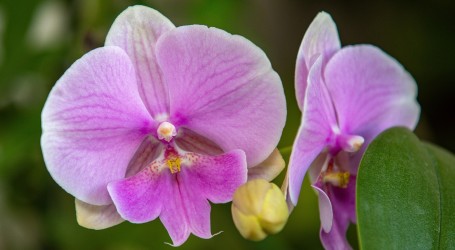 London: Kraljevski botanički vrtovi u cvatu orhideja iz Kostarike
