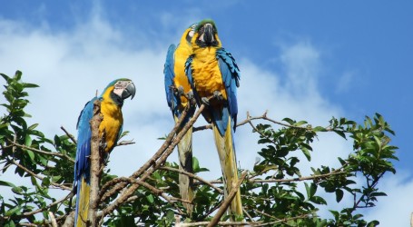 Stanovnici Caracasa uživali u promatranju i brojanju ptica
