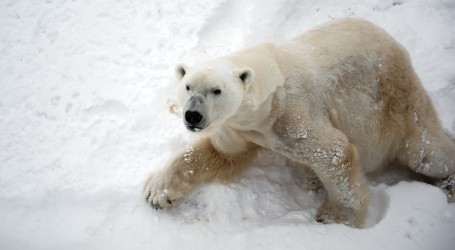 Chicago: Životinje u ZOO-u Brookfield uživaju u igri na snijegu