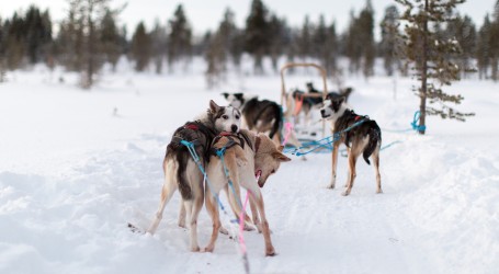 Minnesota: Završila maratonska utrka psećih saonica, bilo je ‘tijesno’ do kraja