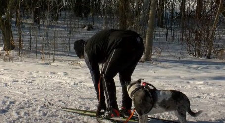 Skijaško trčanje sa psima je u Minnesoti popularna zimska aktivnost