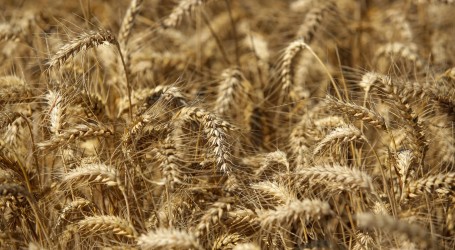 Zbog ruske invazije poskupljuju žitarice: Cijene pšenice na najvišoj razini u 14 godina