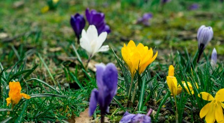 Prvi je dan proljeća! Najpoznatiji vjesnici proljeća su ljubičica, šafran i visibaba