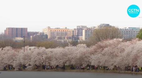 Prizor koji oduševljava: U Washingtonu procvjetalo tri tisuće stabala trešanja