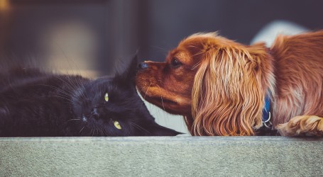 Koronavirus pronađen kod 29 životinjskih vrsta, broj se stalno povećava: Na popisu psi, mačke…