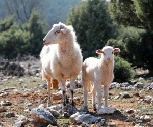 04.03.2022., Cres - Creske ovce i janjci na pasi.   Photo: Goran Kovacic/PIXSELL