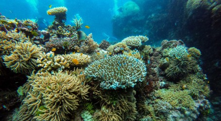 Zbog toplinskog stresa Veliki koraljni greben ponovno pogođen raširenim izbjeljivanjem