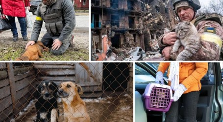 Rat je tragedija za sve: Pružite dom izbjeglim ljudima i životinjama iz Ukrajine!