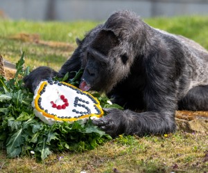 epa09887555 Gorilla Fatou eats the cake made of rice and fruit served to her on the occasion of her 65th birthday at the Zoological Garden Berlin, in Berlin, Germany, 13 April 2022. Gorilla lady Fatou will turn 65 on 13 April 2022, making her the oldest gorilla in the world.  EPA/CONSTANTIN ZINN