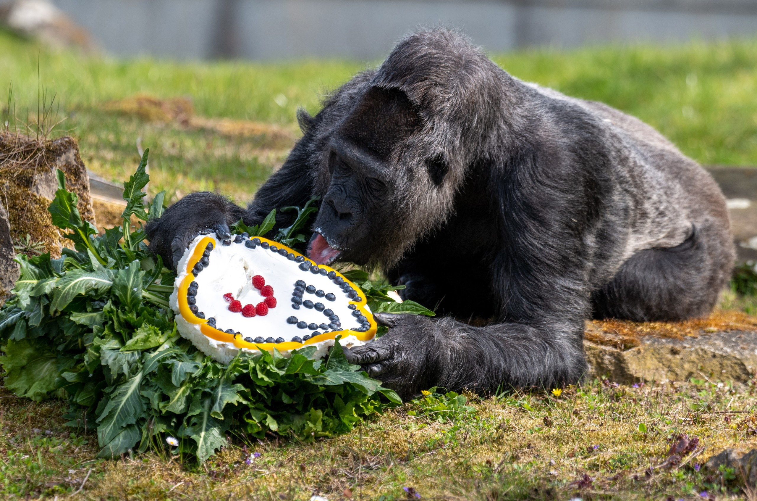 epa09887555 Gorilla Fatou eats the cake made of rice and fruit served to her on the occasion of her 65th birthday at the Zoological Garden Berlin, in Berlin, Germany, 13 April 2022. Gorilla lady Fatou will turn 65 on 13 April 2022, making her the oldest gorilla in the world.  EPA/CONSTANTIN ZINN