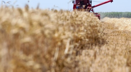 Prijeti dramatičan porast gladi: Zbog ruske blokade svijet ostaje bez 30 mil. tona ukrajinske pšenice