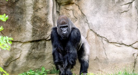 Boston: U Zoološkom vrtu Franklin Park gorile imaju novu luksuznu nastambu