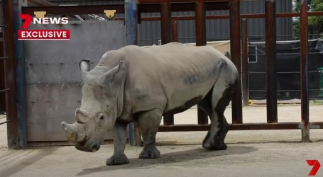 Valentino, rijetki bijeli nosorog, stigao u Sydney Zoo s Novog Zelanda