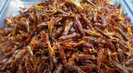 Hrana budućnosti: Sveučilište Adelaide želi popularizirati konzumaciju crva i skakavaca