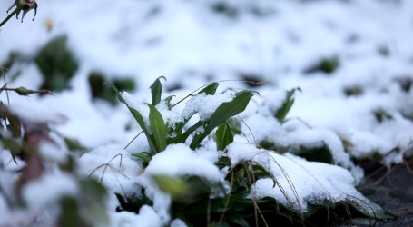 Proljetna snježna mećava u Kanadu donijela i do 80 centimetara snijega