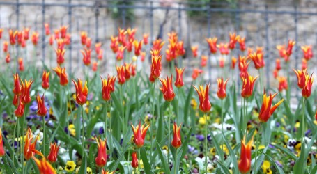 U parkovima Istanbula procvjetalo 7,5 milijuna tulipana, narcisa i zumbula