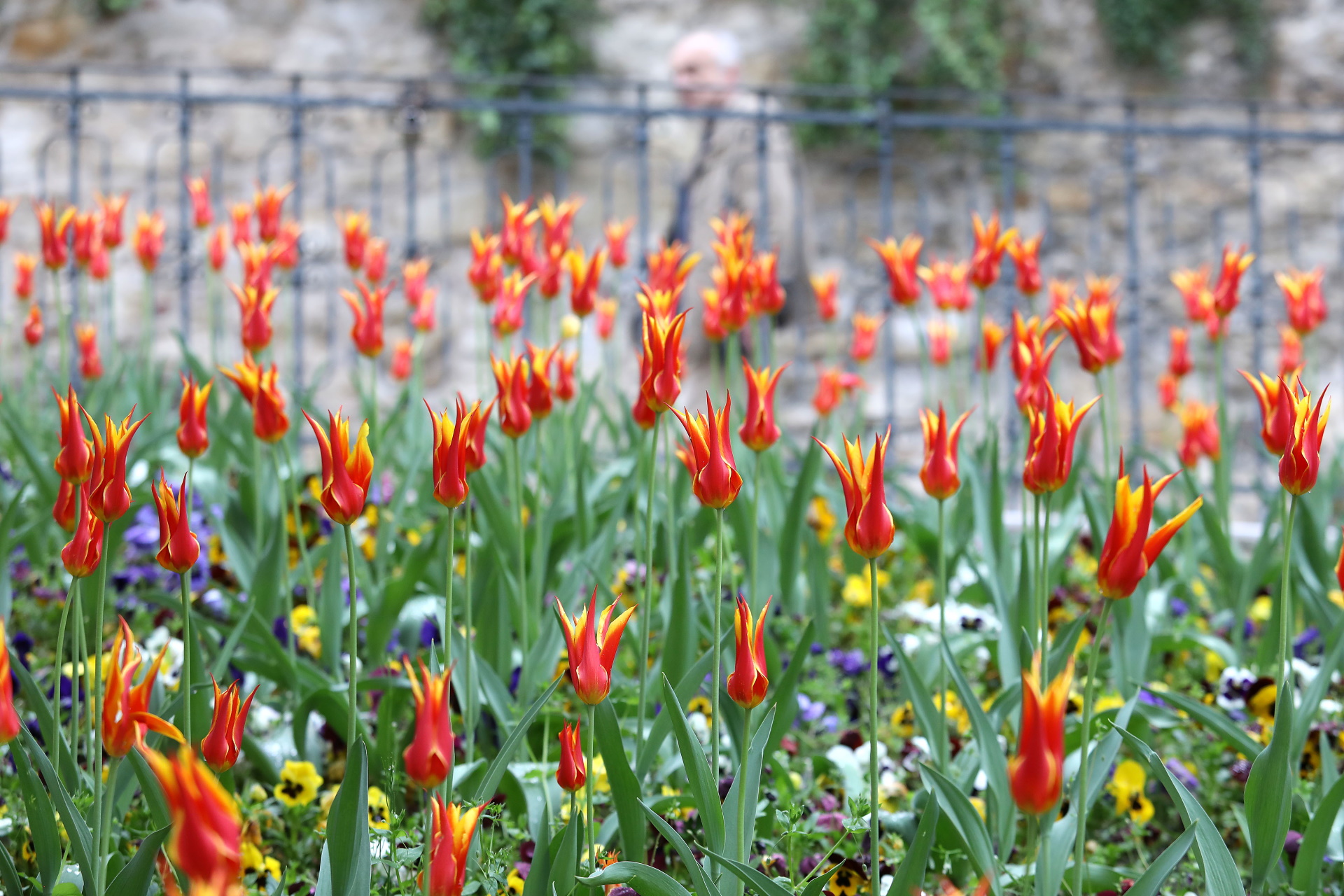 28.04.2021., Zagreb - Dvobojnim tulipanima ukrasen park oko spomenika svetom Jurju kod Kamenitih vrata. Photo: Patrik Macek/PIXSELL