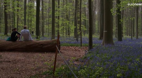 Iz Belgije pozivaju da se Dan planete Zemlje obilježi i opuštenom šetnjom u šumi