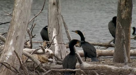 Američki grad Fergus Falls je omiljeno okupljalište ptica, ove godine najviše je kormorana