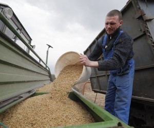 epa09893415 A farmer pours a bucket of oats at a field outside Kyiv (Kiev), Ukraine, 16 April 2022. Ukrainian farmers started working in their fields amid the ongoing Russian invasion of the country. The European Council accepted a decision to instruct the European Commission to support Ukraine's agriculture and food security following a meeting held on 24-25 March 2022 in Brussels.  EPA/SERGEY DOLZHENKO