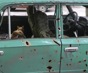 epa09966875 A cat lives in a car, damaged by shelling, in Pyatykhatky settlement North of Kharkiv, Ukraine, 22 May 2022. Russian troops were recently pushed out from Kharkiv's outskirts by the Ukrainian army. The city of Kharkiv, Ukraine's second-largest, has witnessed repeated airstrikes from Russian forces. On 24 February Russian troops entered Ukrainian territory starting a conflict that has provoked destruction and a humanitarian crisis.  EPA/SERGEY KOZLOV