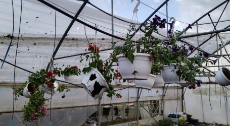 U nevremenu uništena gotovo polovica hrvatske proizvodnja cvijeća