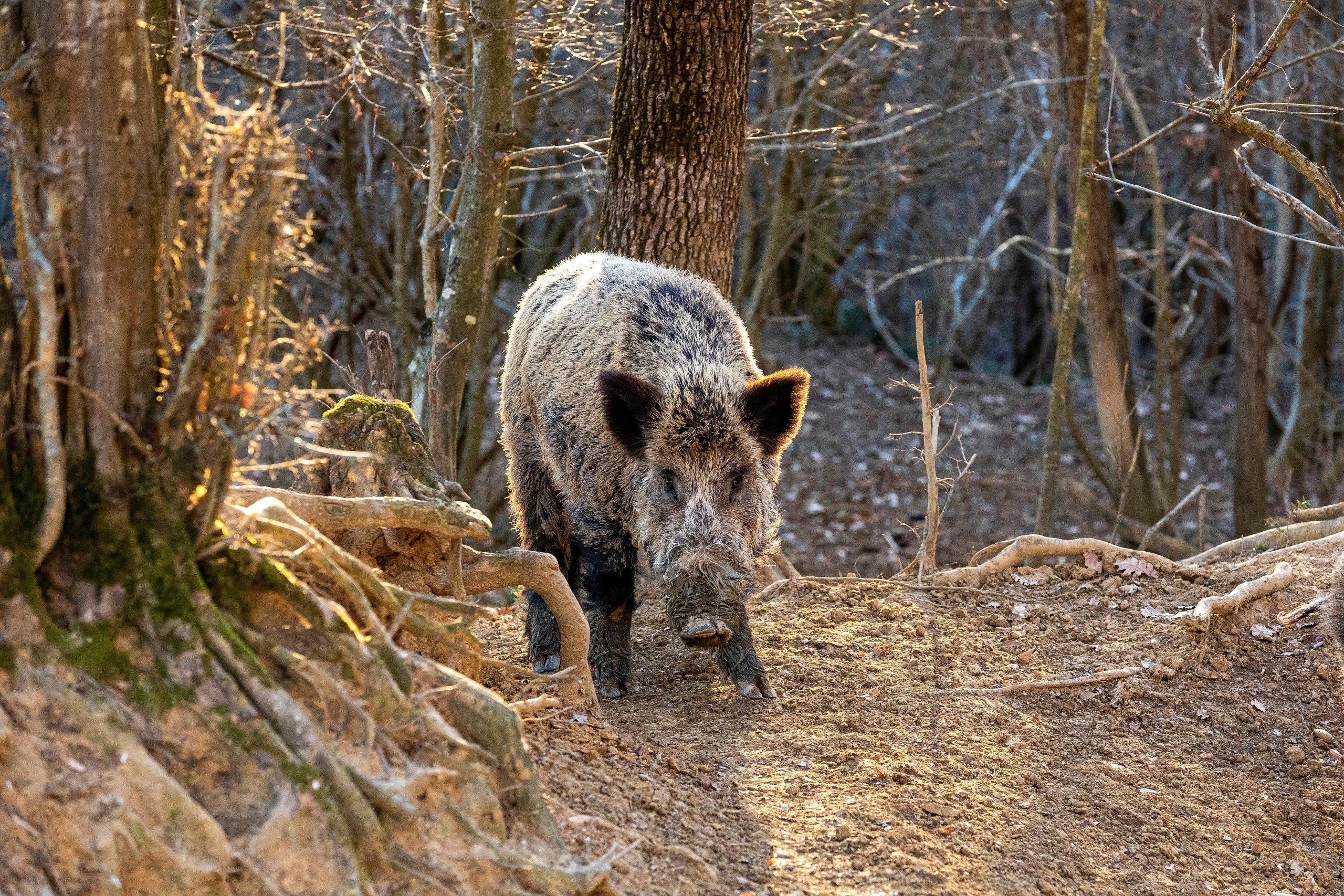 08.02.2022.., Buzet-
Divlje svinje u potrazi za hranom u sumi. Photo: Srecko Niketic/PIXSELL