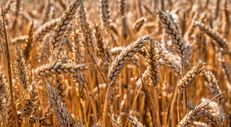 Velika Britanija traži rješenje za izvoz žita iz Ukrajine