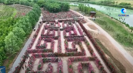 Veliki kineski labirint od 17 tisuća raznobojnih ruža postao turistička atrakcija
