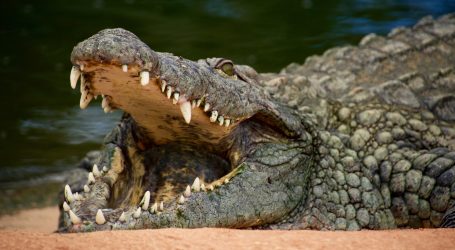 Peru: Fosilizirani ostaci iz prapovijesti ukazuju na morsko porijeklo krokodila