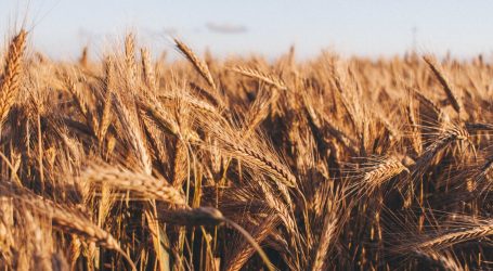 Indija zabranila izvoz, globalne cijene pšenice skočile