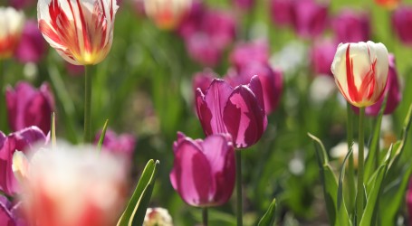 Long Island: Farma i polje tulipana postali turistička atrakcija