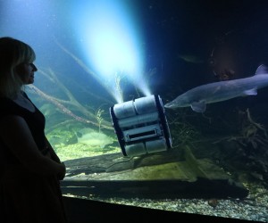 15.06.2022., Karlovac - Aquatika Karlovac uvela je novi nacin ciscenja velikog akvarija. Radi se robotu koji sada cisti stakla velikog akvarija koje je do sada obavljao ronioc koji je stakla obavljao rucno.
Photo: Kristina Stedul Fabac/PIXSELL