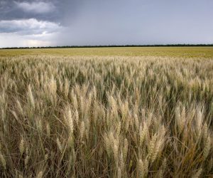 epa10013857 A wheat field near Melitopol, Zaporizhia region, Ukraine, 14 June 2022 (Issued on 15 June 2022). The conflict in Ukraine has affected the availability and price of wheat worldwide. The Food and Agriculture Organization (FAO) of the United Nations said in its 10 June note assessing the risks emanating from the conflict in Ukraine that 'the current war raises concerns over whether crops will be harvested. It has already led to the closures of ports and oilseed crushing operations, affecting products intended for the export markets'. These are taking a toll on the country's exports of grains and vegetable oils. The city of Melitopol is located on the territory controlled by the troops of the Russian Federation and the city is administered by the Military-Civilian Administration controlled by Russia. On 24 February 2022 Russian troops entered the Ukrainian territory in what the Russian president declared a 'Special Military Operation', starting an armed conflict that has provoked destruction and a humanitarian crisis.  EPA/SERGEI ILNITSKY