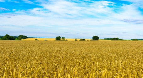 Kijev: Rusija poslala Siriji ukradenu ukrajinsku pšenicu