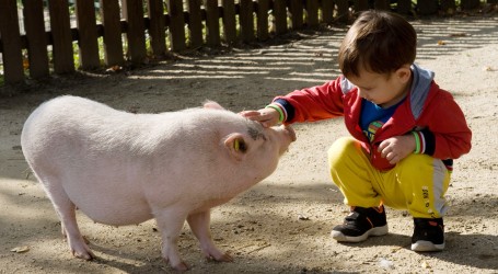 New Jersey: Na Državnom sajmu tradicionalno održane i utrke svinja i praščića