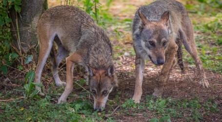Sklonište za životinje u Minnesoti već desetljećima brine o vukovima
