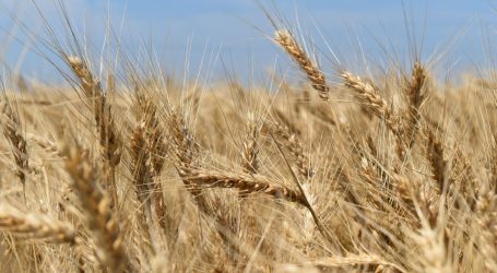 Vlasti u okupiranim dijelovima Ukrajine pokušavaju izbjeći sankcije i prodati žito
