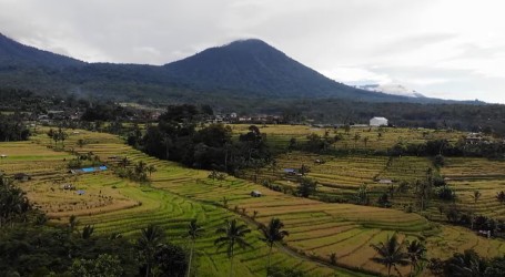 Rižina polja na Baliju su zaštićena svjetska baština. Pogledajte kako izgleda berba