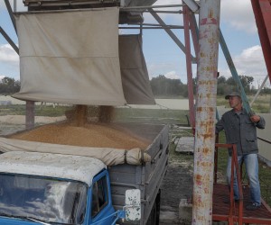epa10068386 A picture taken during a visit to Starobelsk organised by the Russian military shows local worker loads the truck with wheat on an agricultural farm Kalmychanks in Starobilsk district, Luhansk region, Ukraine, 12 July 2022 (issued 13 July 2022). Turkey, Russia, Ukraine and UN diplomats are meeting for grain export talks in Istanbul on 13 July. Russian Defense Minister Shoigu on 04 July 2022 reported to Russian President Putin that the Russian Armed Forces and the People's Militia of the self-proclaimed Luhansk People's Republic (LPR) established full control over the territories of the self-proclaimed LPR within the administrative boundaries of the Luhansk region. On 24 February 2022 Russian troops entered the Ukrainian territory in what the Russian president declared a 'Special Military Operation', starting an armed conflict that has provoked destruction and a humanitarian crisis.  EPA/SERGEI ILNITSKY