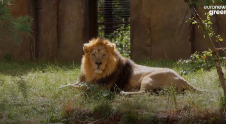 Zbog bolnog uha lav Bhanu iz Zoološkog vrta u Londonu bio na CT pregledu