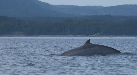 Francuska: U rijeci Seini ponovno viđen veći kit, dugačak je 10 metara