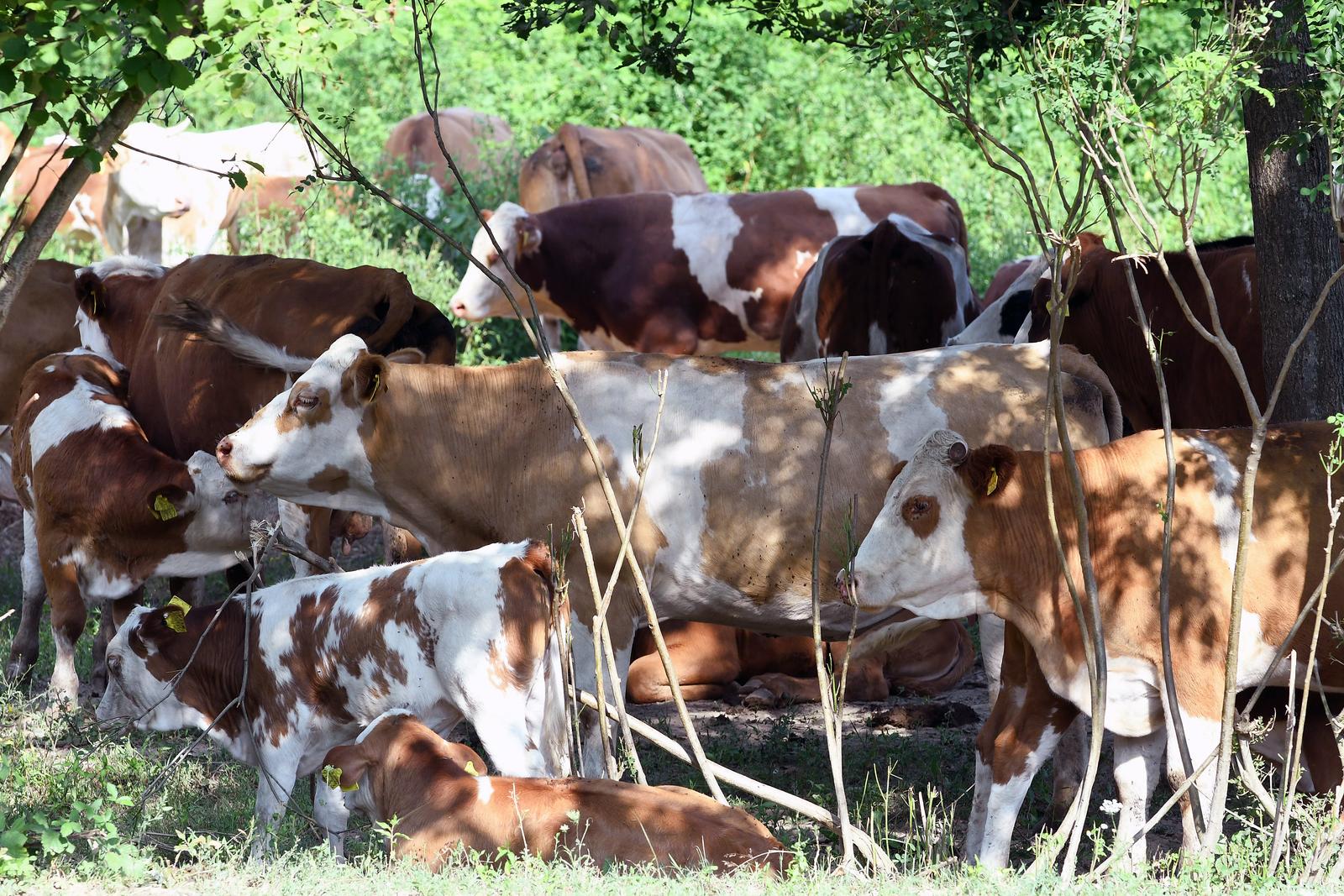 16.07.2022., Osekovo - Prema nesluzbenim podacima do sada je od bedrenice uginulo vise od stotinu krava koje se nakon izbijanja bolesti nalaze na slobodnoj ispasi na pasnjacima Lonjskog polja. Photo: Nikola Cutuk/PIXSELL