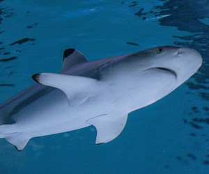 02.06.2022., Pula  - Morski psi u Pulskom aquariju. Pixsell/Srecko Niketic